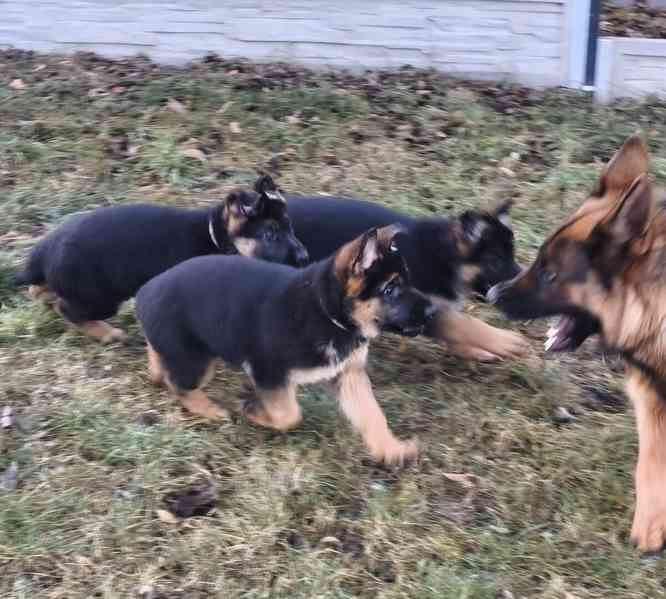 Německý ovčák s PP - foto 1