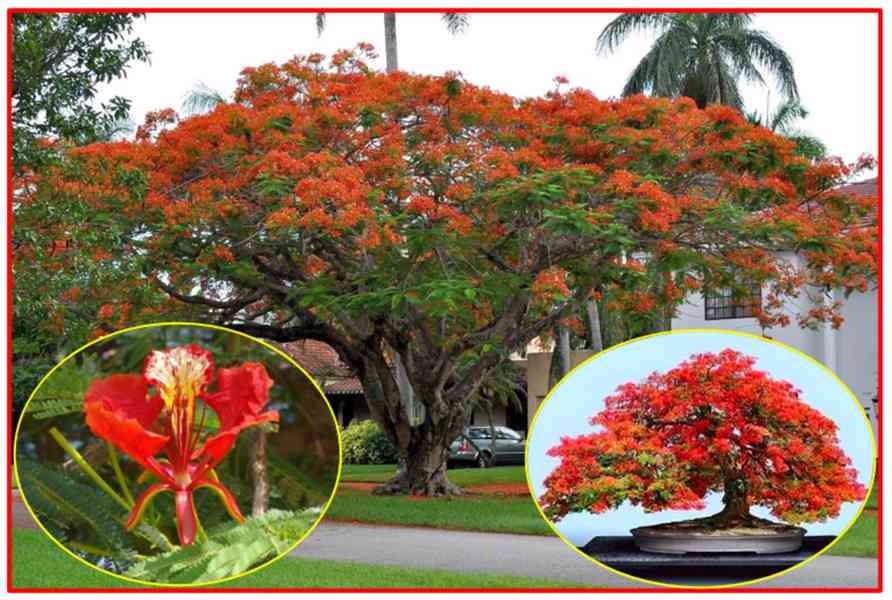 DELONIX REGIA - SEMENA
