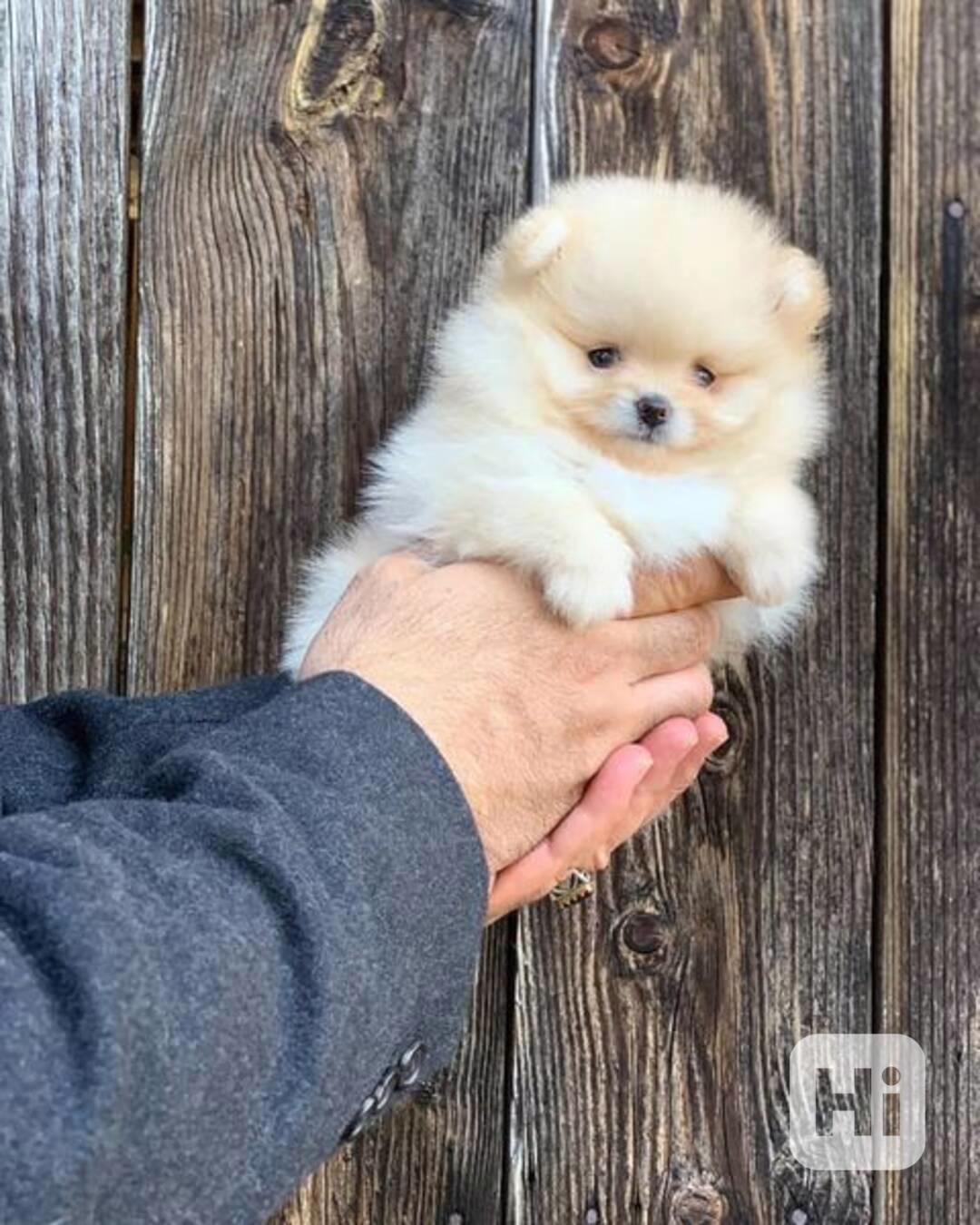 Německý špic trpasličí (Pomeranian) - foto 1