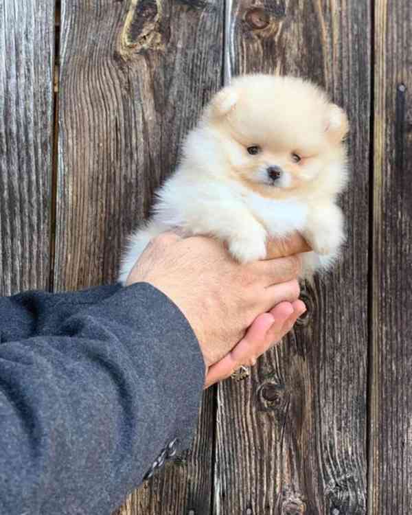 Německý špic trpasličí (Pomeranian) - foto 1