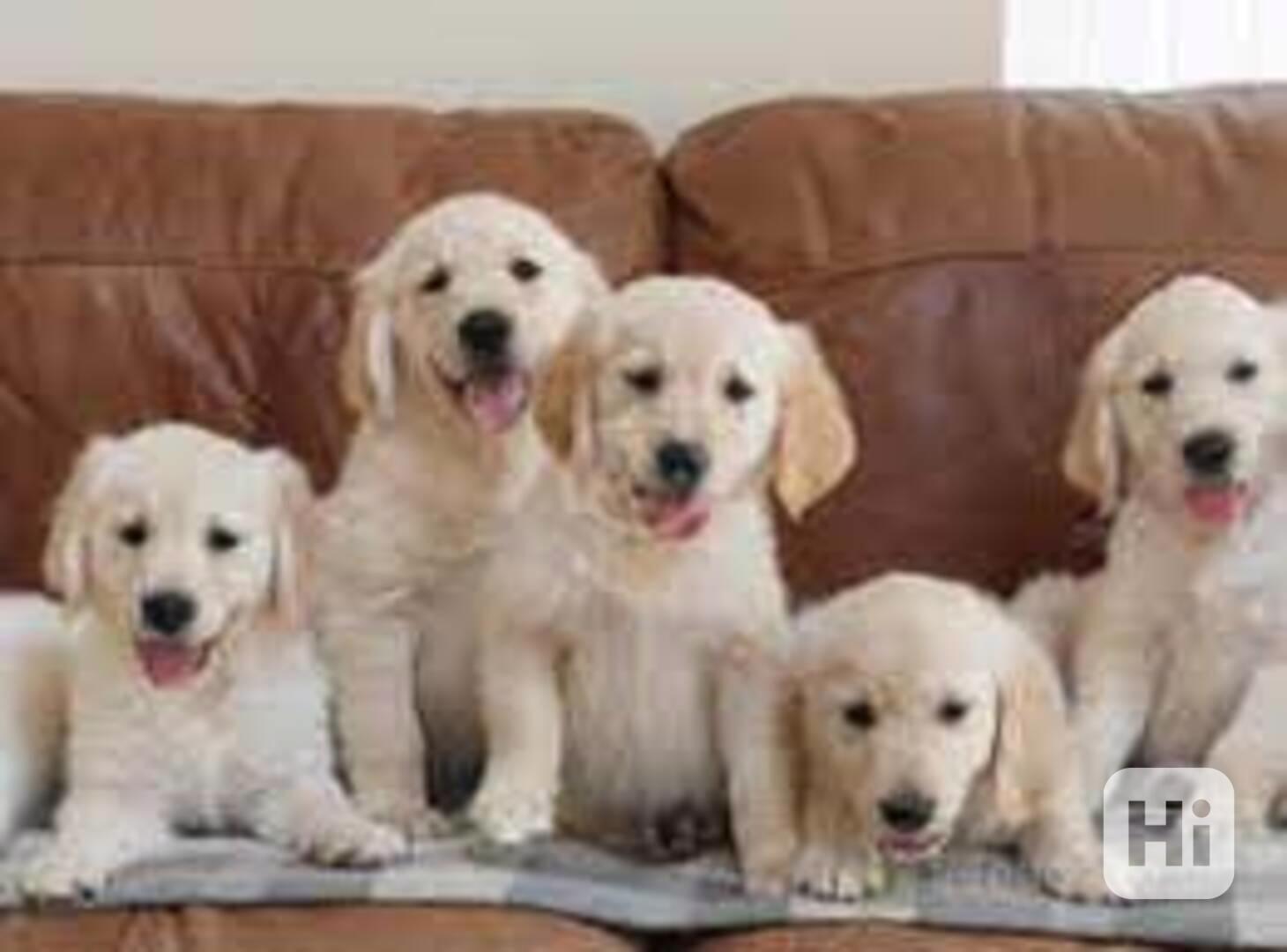 Štěňata zlatého retrívra k adopci - foto 1