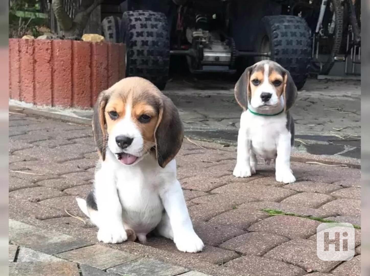 Bígl/též beagle - foto 1
