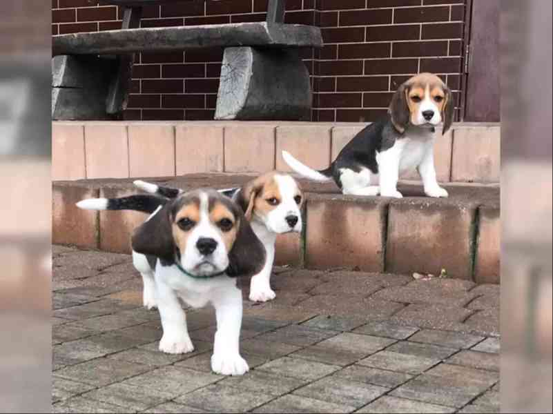 Bígl/též beagle - foto 2