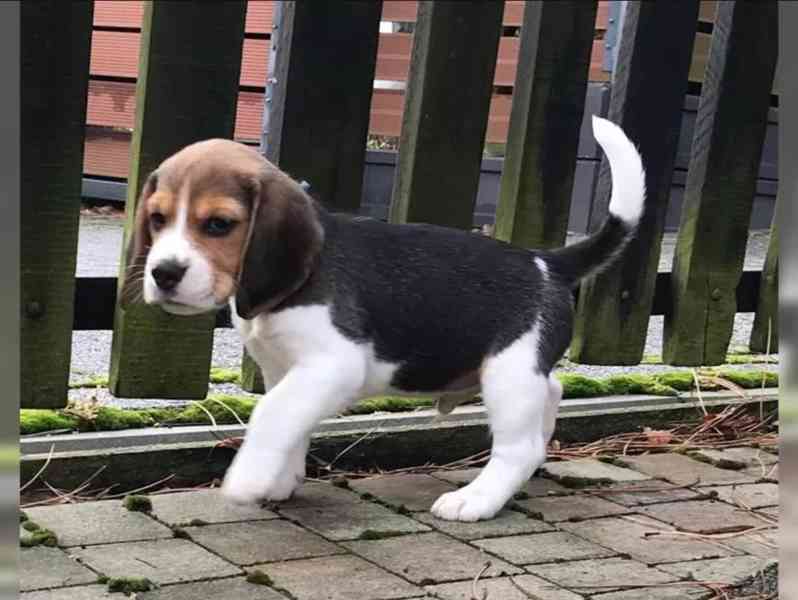 Bígl/též beagle - foto 5