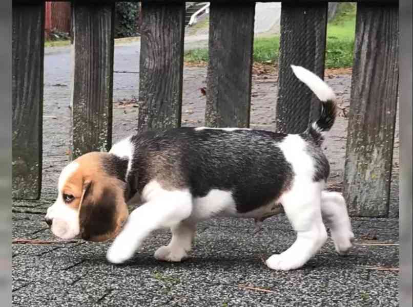 Bígl/též beagle - foto 3