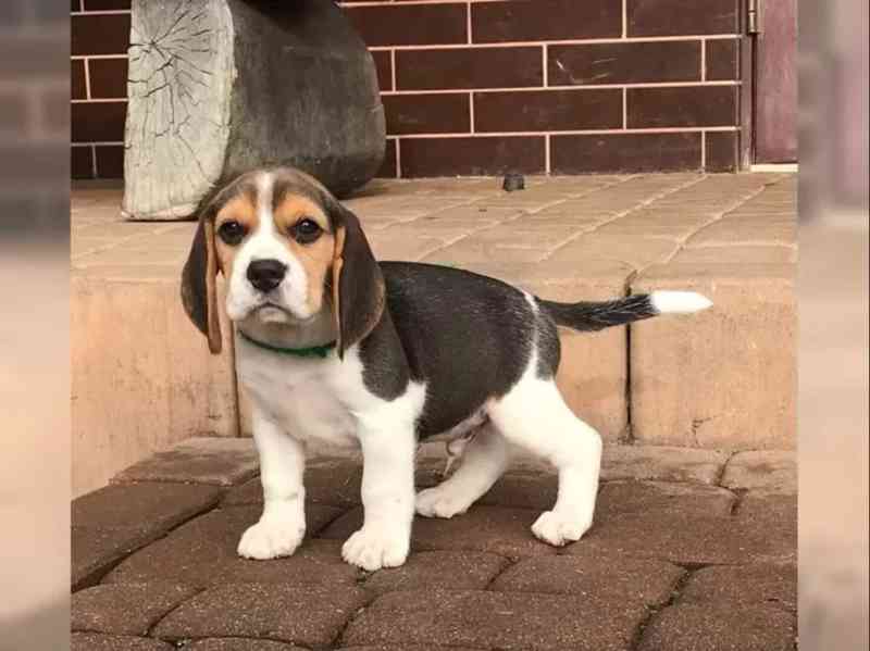 Bígl/též beagle - foto 4
