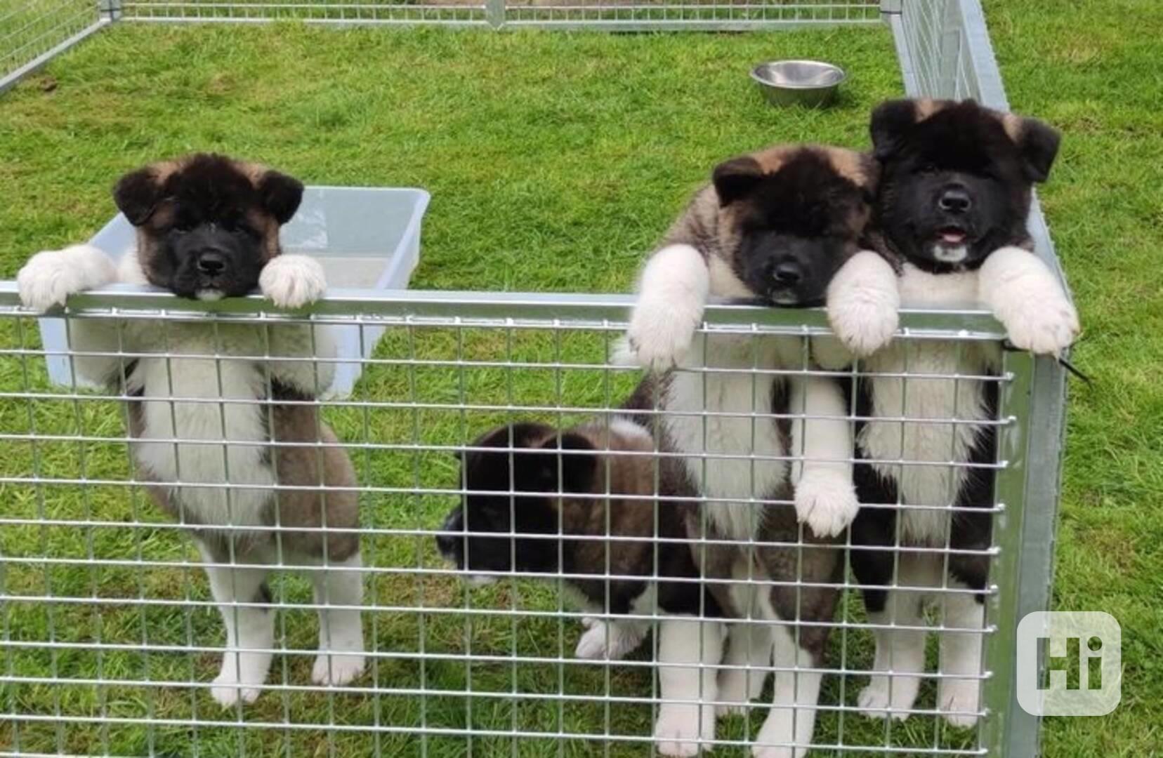 KC Reg Show kvalitní akita štěňata - foto 1