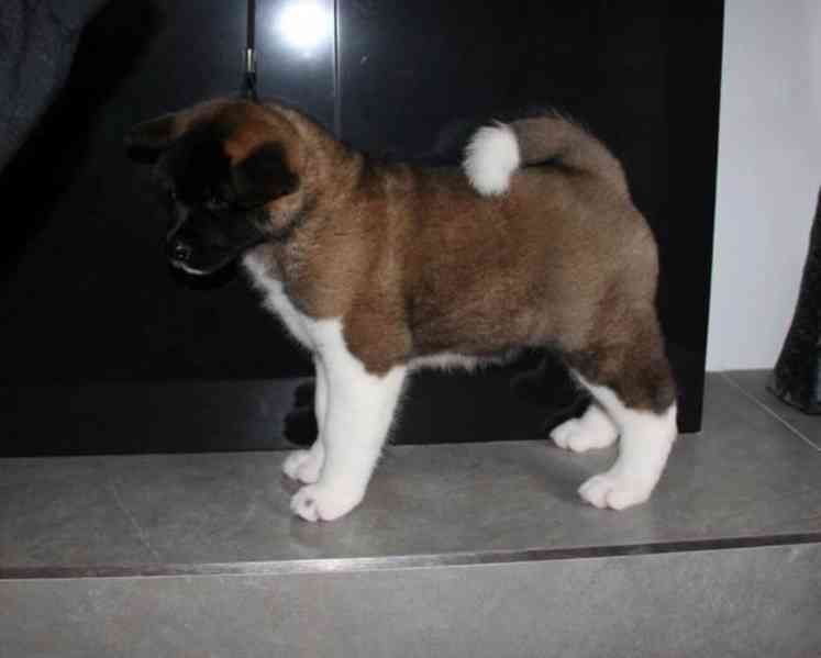 KC Reg Show kvalitní akita štěňata - foto 3