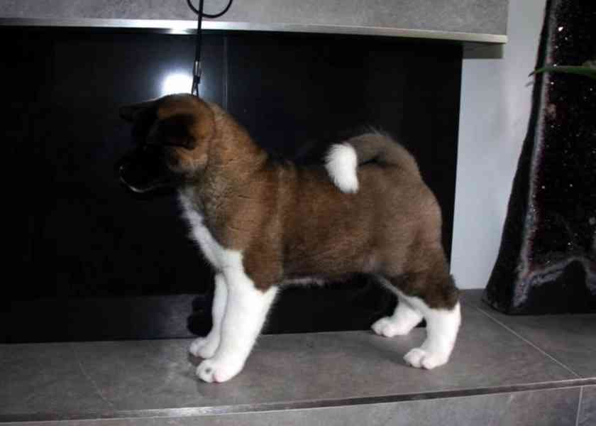KC Reg Show kvalitní akita štěňata - foto 2