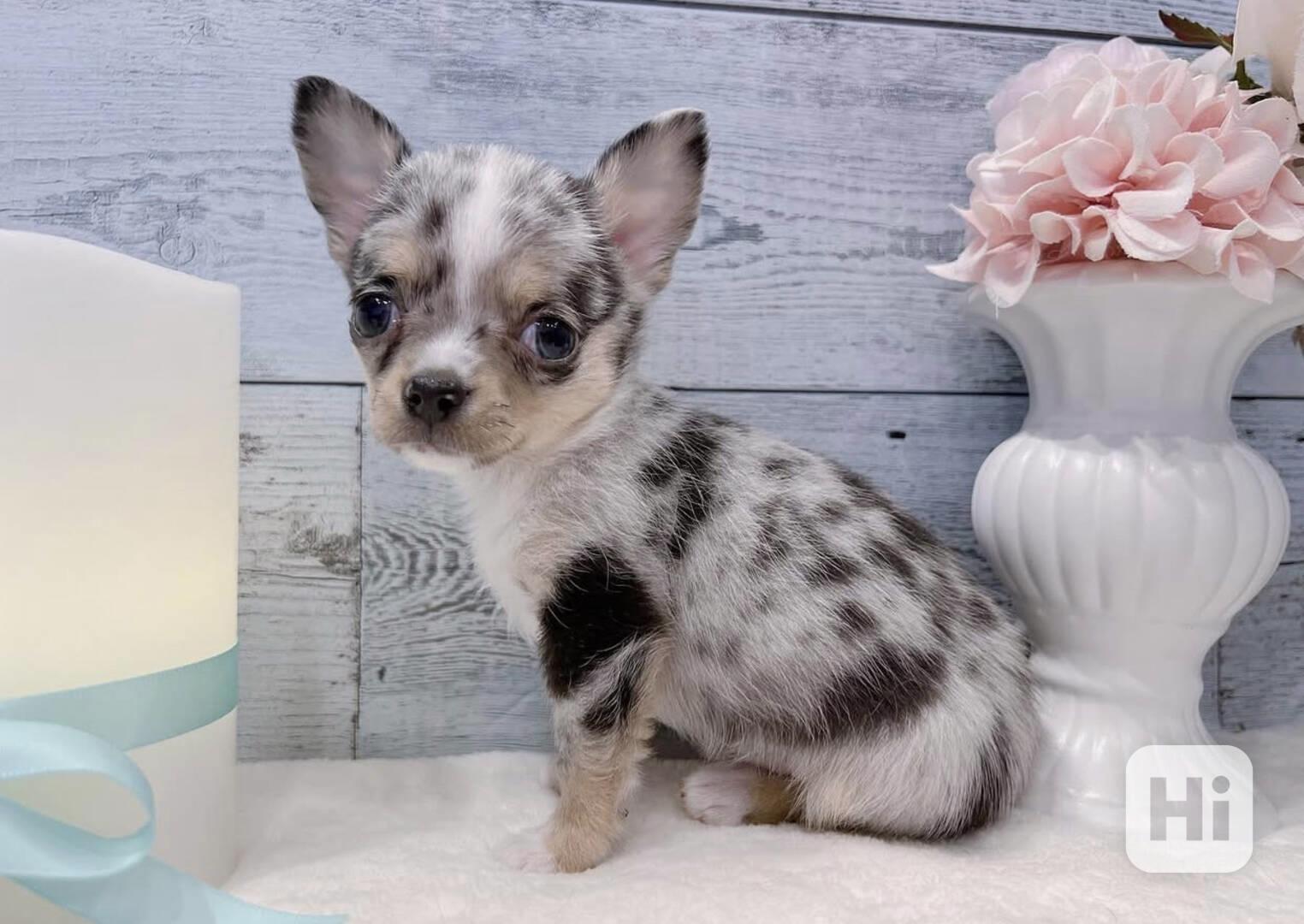 Nur noch 2 Chihuahua-Welpen verfügbar! - foto 1