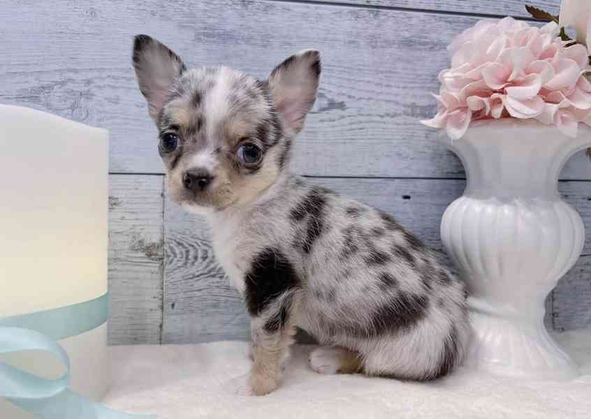 Nur noch 2 Chihuahua-Welpen verfügbar! - foto 1