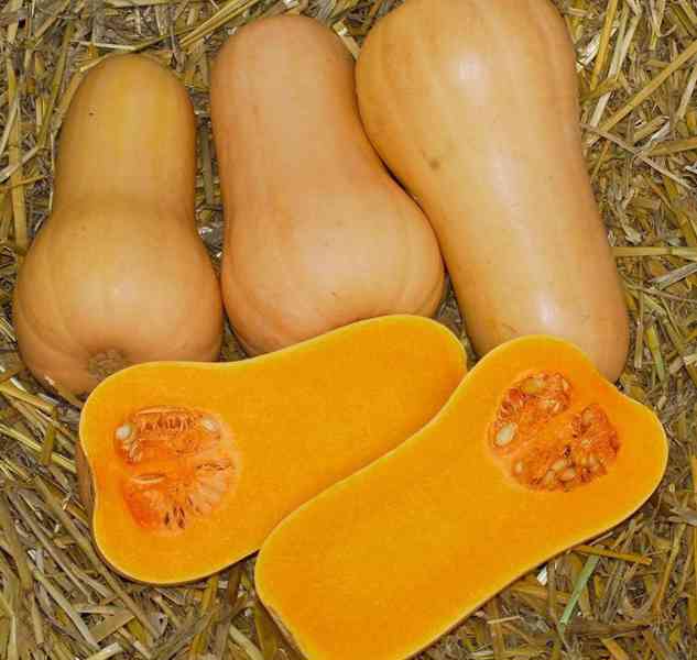 Tykev muškátová Laura - semena