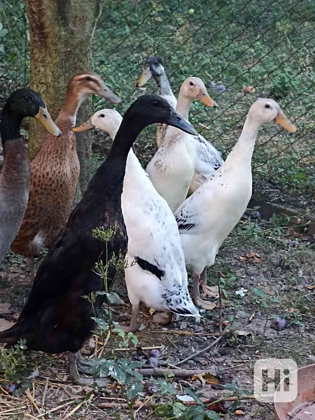 Indický běžec - foto 1