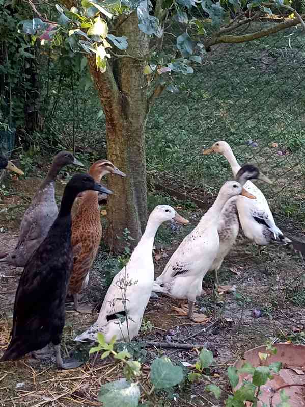 Indický běžec - foto 2