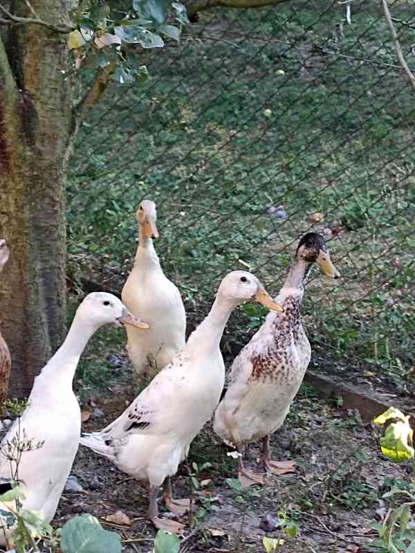 Indický běžec - foto 3