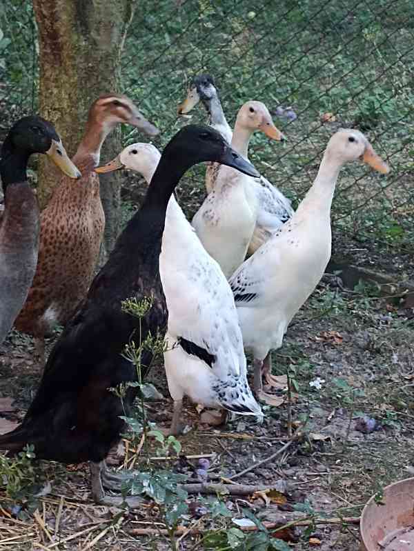 Indický běžec