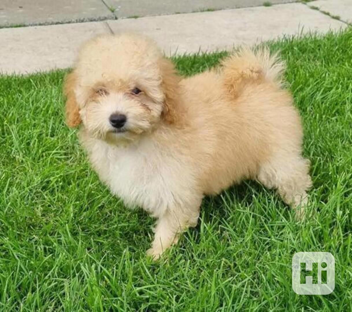 Štěňata toy pudla, samec a samice, k Svátku práce - foto 1