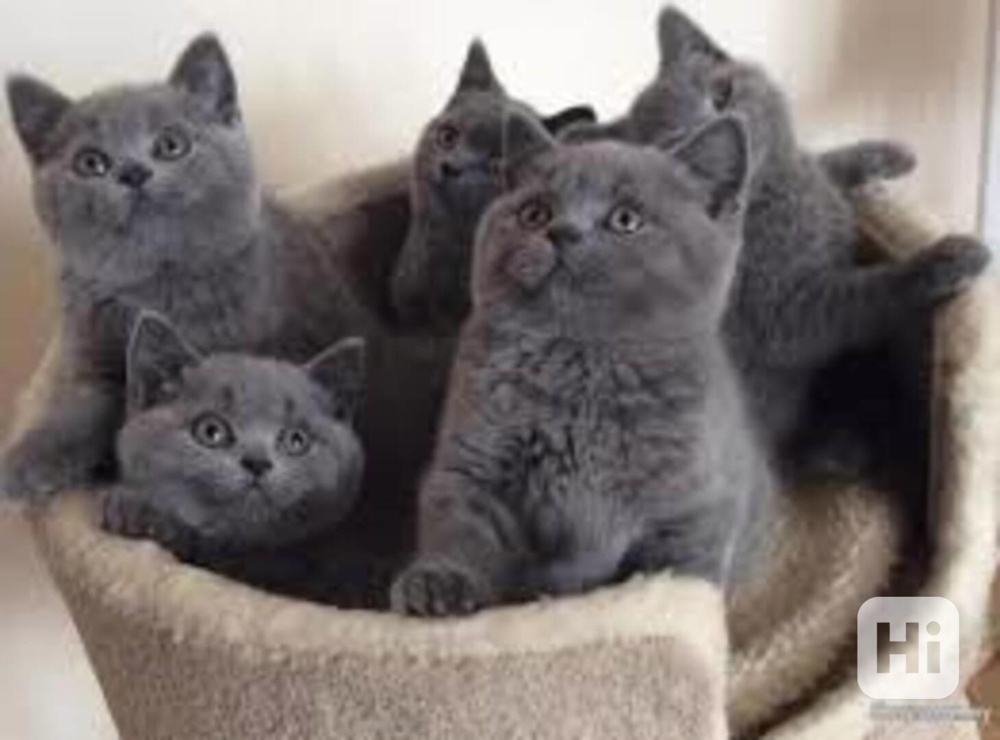 💙 Krásné modré britské krátkosrsté kotě k dispozici 💙 - foto 1