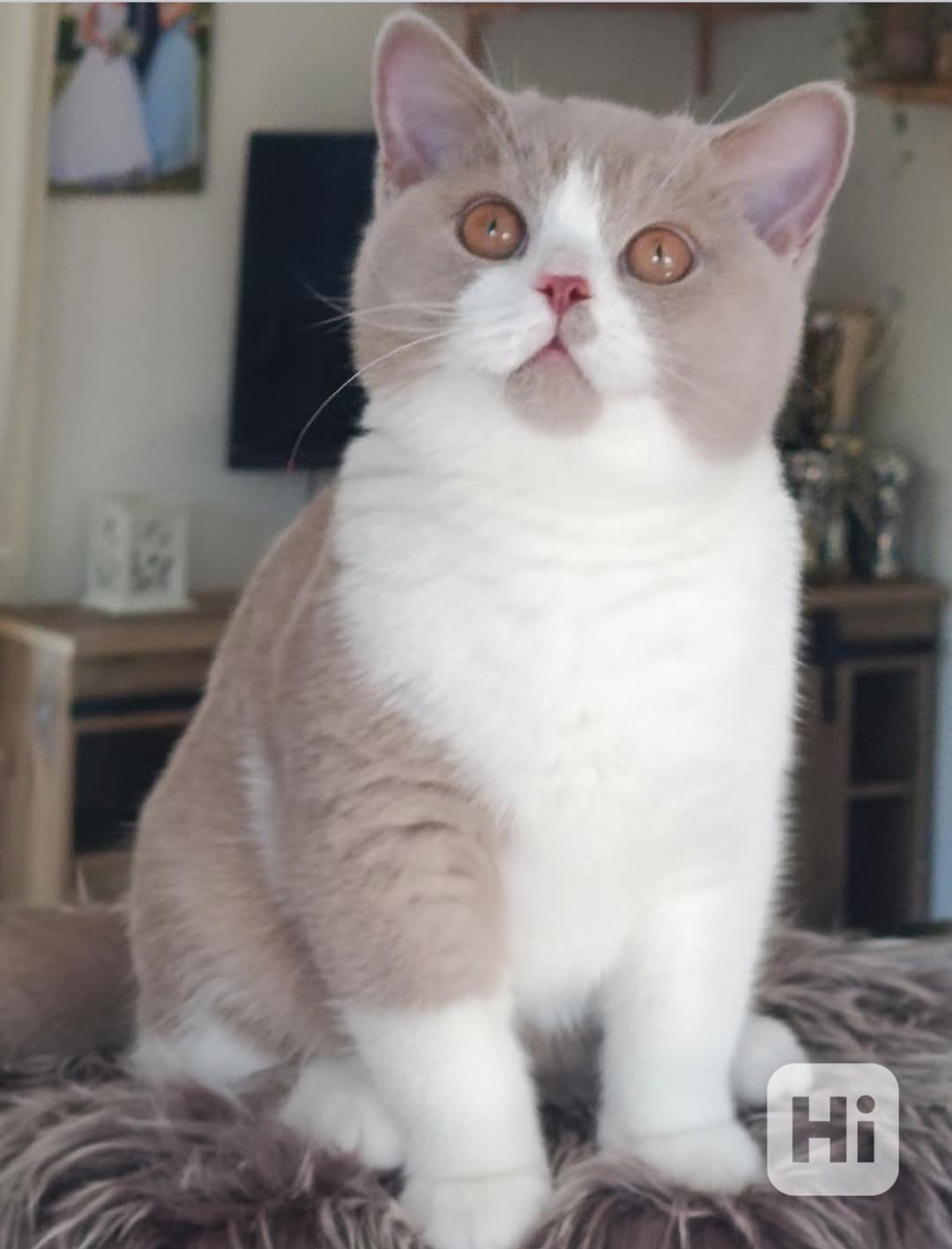Britská koťata s PP - foto 1