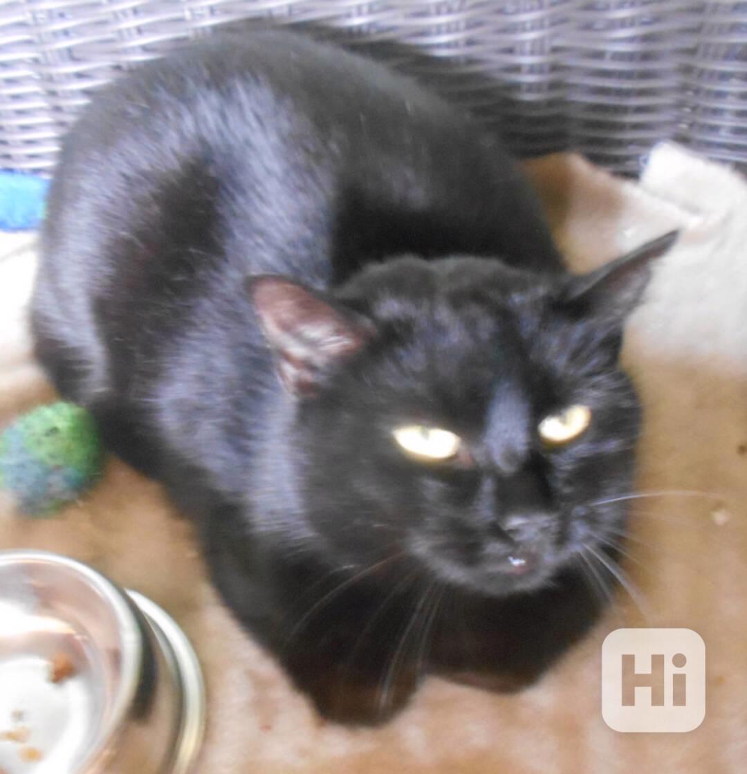 Černá, hodná, klidnější 2,5letá kočička Šmudlinka Micinka - foto 1