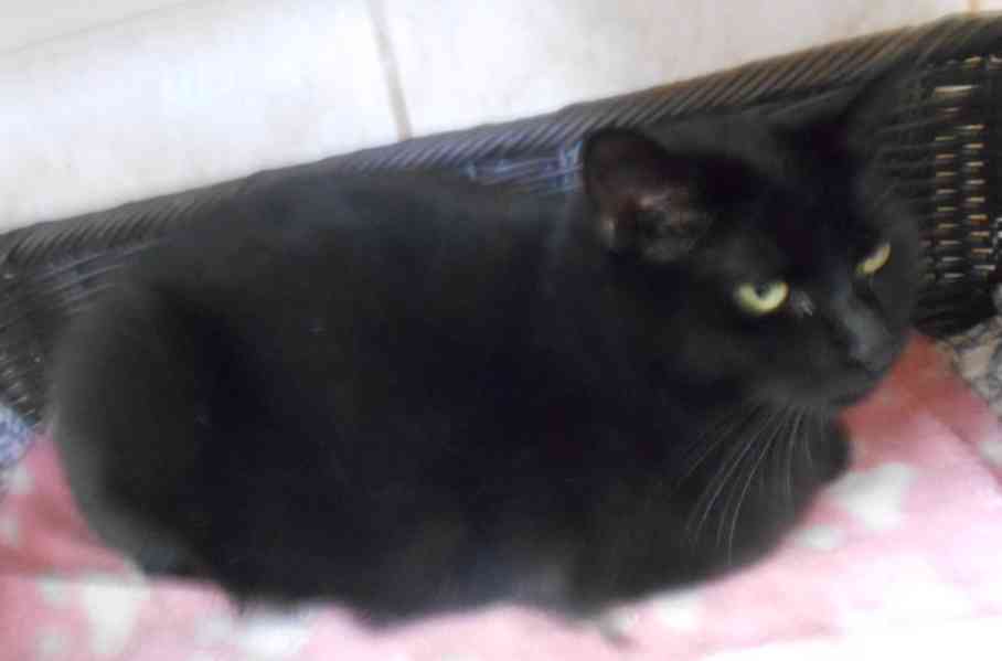 Černá, hodná, klidnější 2,5letá kočička Šmudlinka Micinka - foto 10