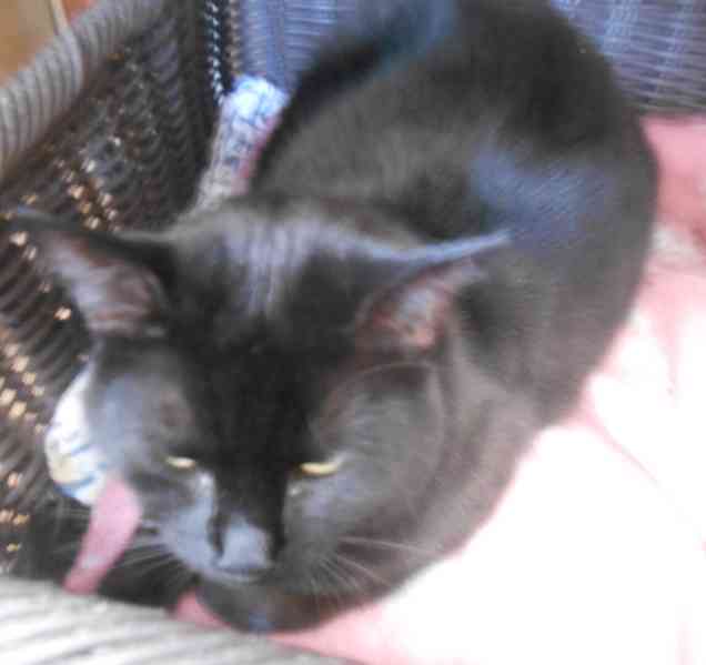 Černá, hodná, klidnější 2,5letá kočička Šmudlinka Micinka - foto 4