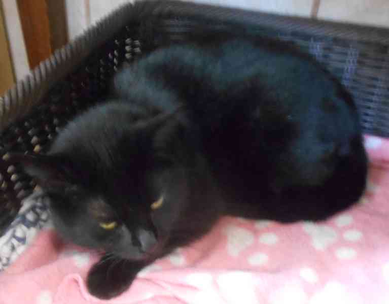 Černá, hodná, klidnější 2,5letá kočička Šmudlinka Micinka - foto 3