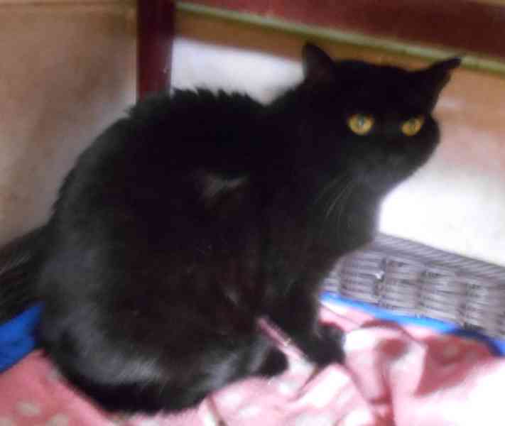 Černá, hodná, klidnější 2,5letá kočička Šmudlinka Micinka - foto 13