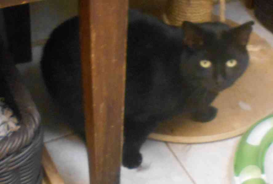 Černá, hodná, klidnější 2,5letá kočička Šmudlinka Micinka - foto 2