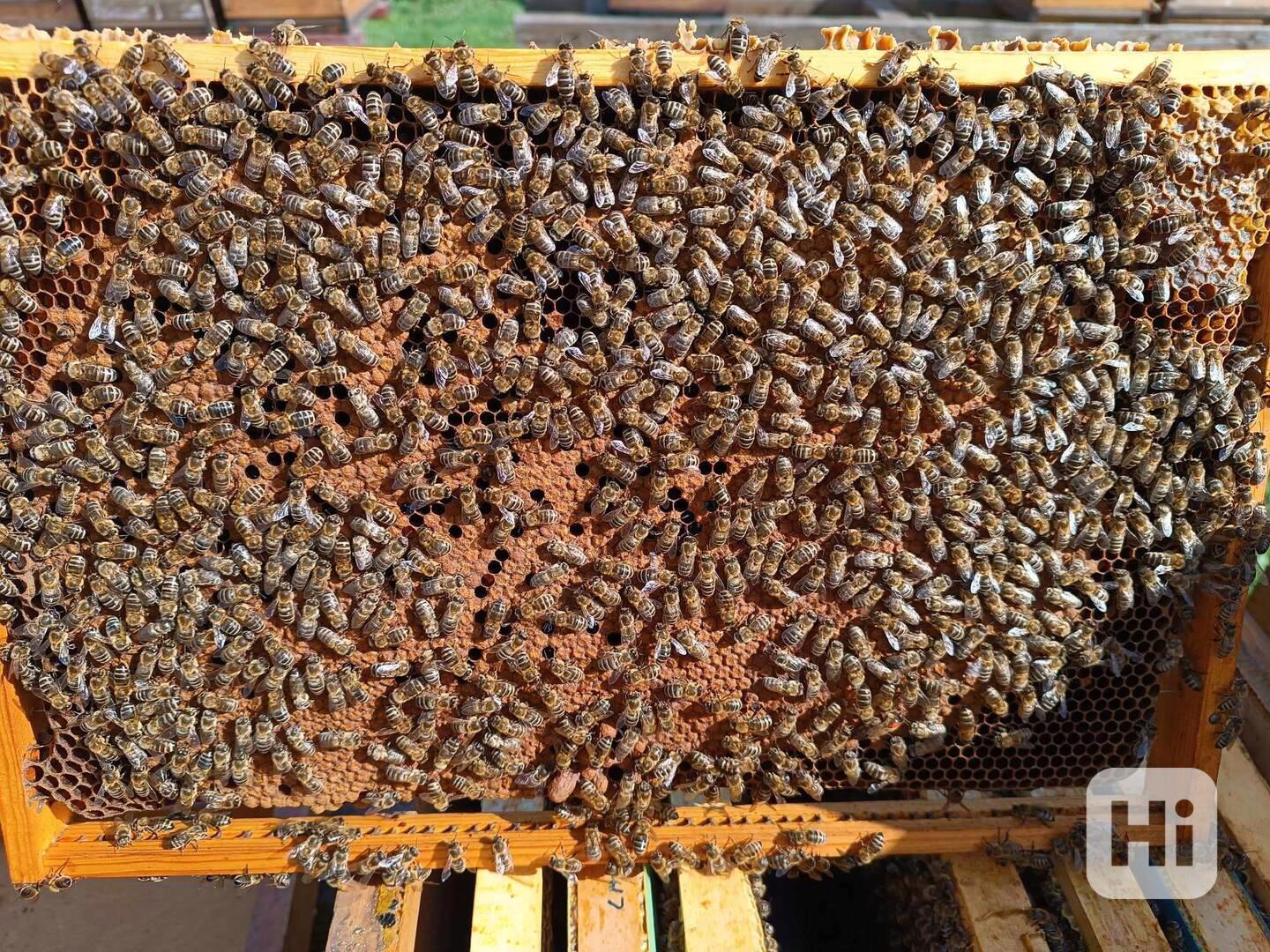 Prodám včelí oddělky - foto 1