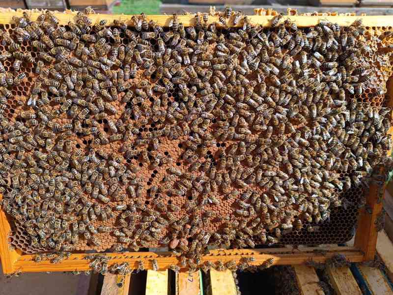 Prodám včelí oddělky - foto 1