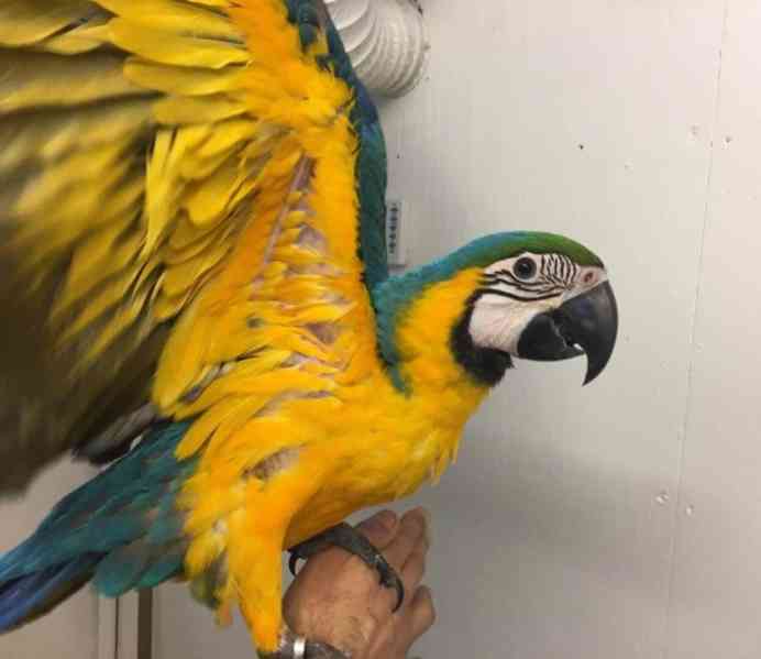 Papoušc. Ara ararauna - foto 2