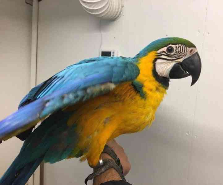 Papoušc. Ara ararauna - foto 3