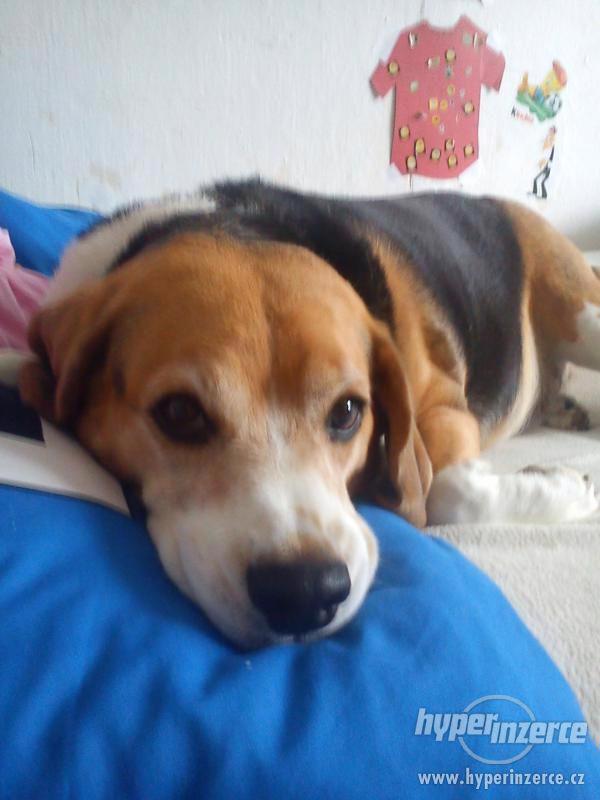 Daruji bígla - foto 1