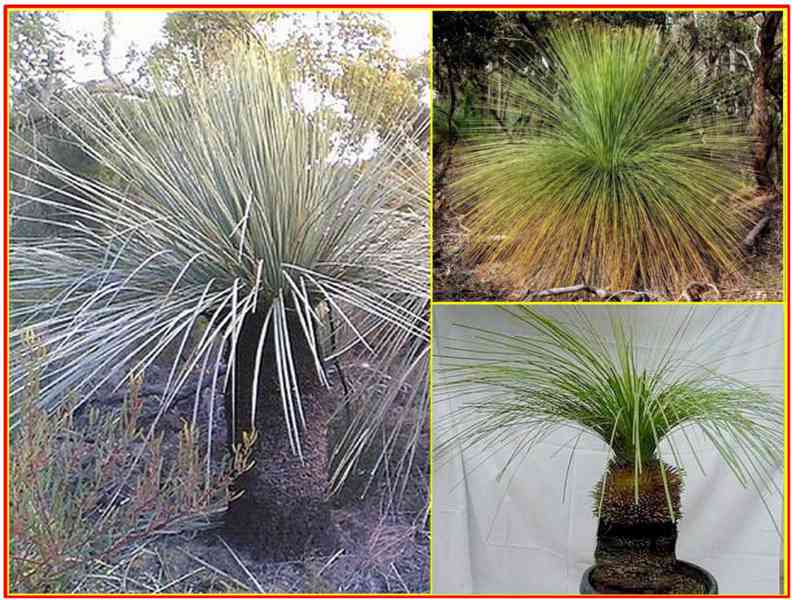 TRÁVOVÝ STROM XANTHORRHOEA AUSTRALIS - SEMENA - foto 1