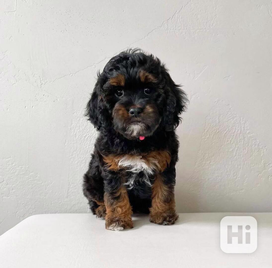 Okouzlující štěňata Cavapoo, pejsek a holčička - foto 1