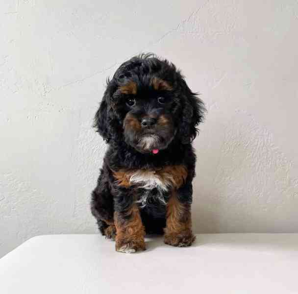Okouzlující štěňata Cavapoo, pejsek a holčička - foto 1
