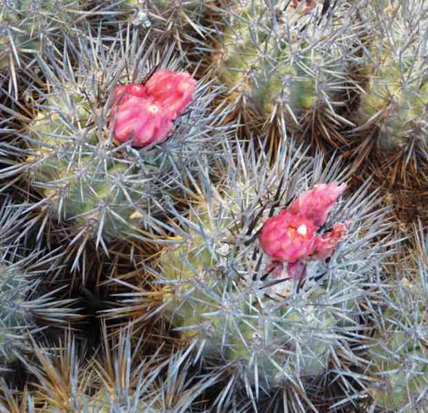 kaktus Copiapoa desertorum - foto 1