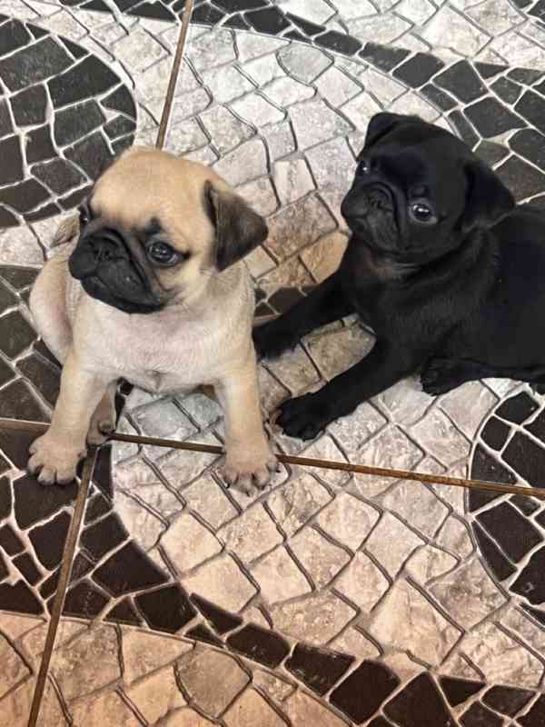 Dárek zdarma  krásná štěňata mopse k adopci   - foto 2