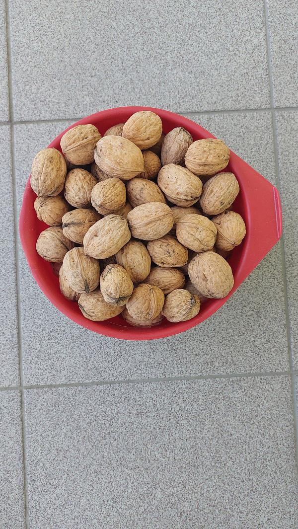 Jádra vlašských ořechů - foto 2