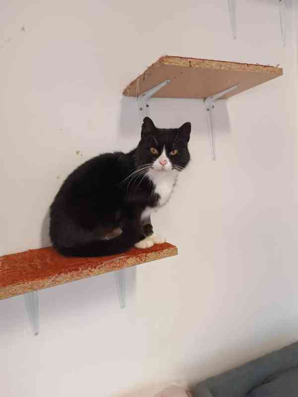 Černobílá 1,5-2roční klidná Barunka hledá domov. - foto 2