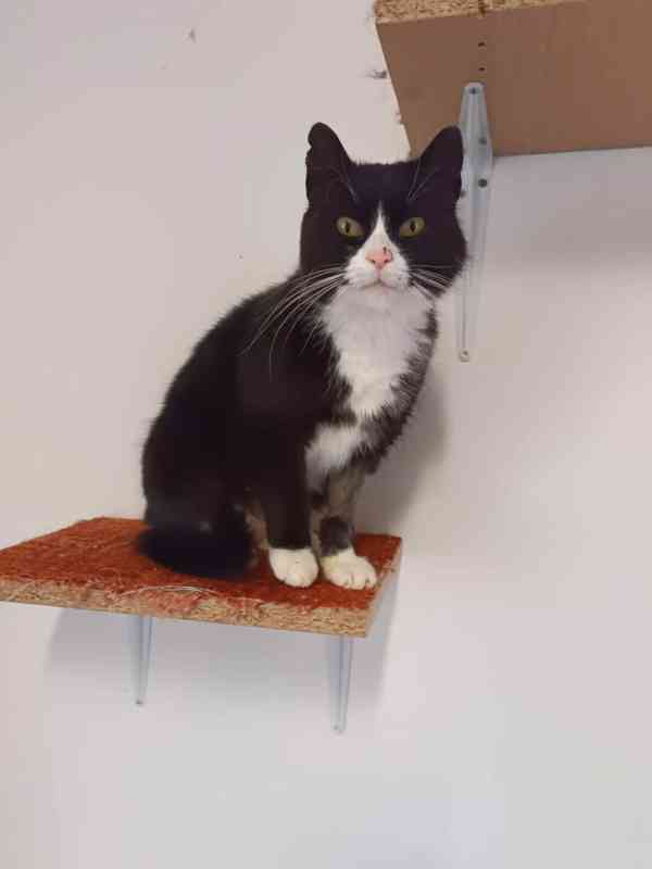 Černobílá 1,5-2roční klidná Barunka hledá domov. - foto 4