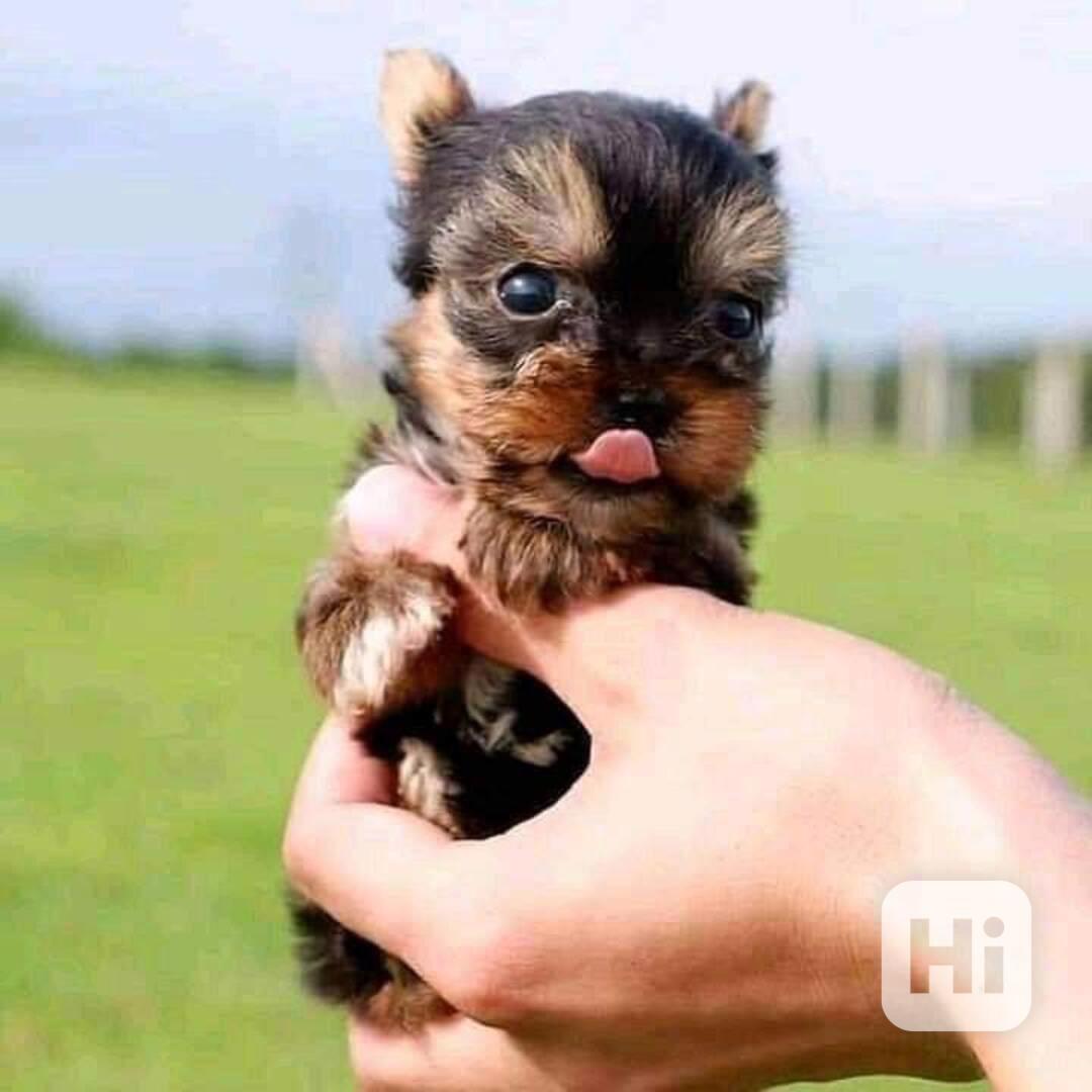 Štěně jorkšírského teriéra Ss - foto 1