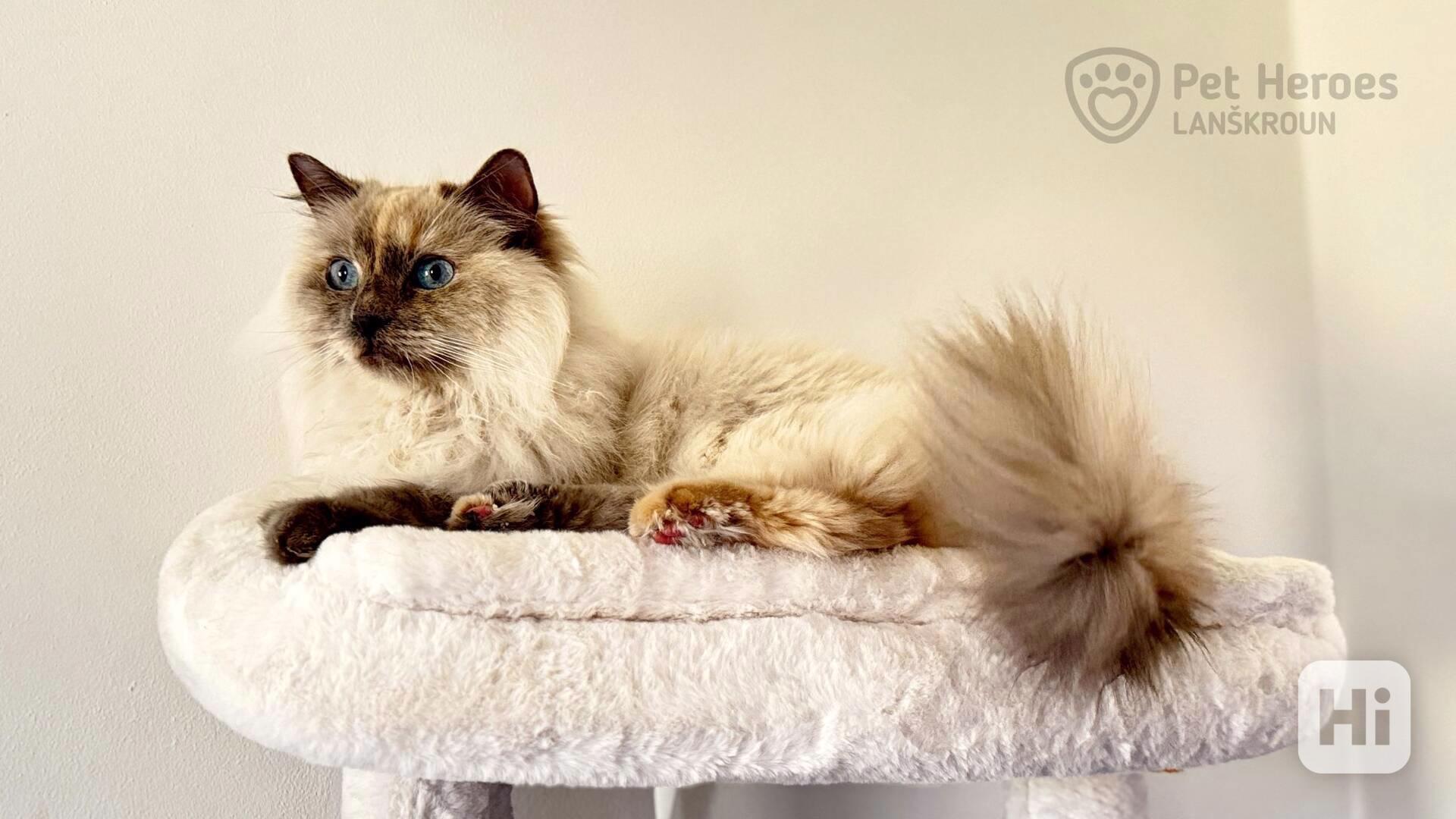 Pipinka - citlivá ragdollí kráska - foto 1