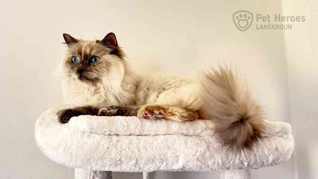Pipinka - citlivá ragdollí kráska - foto 1