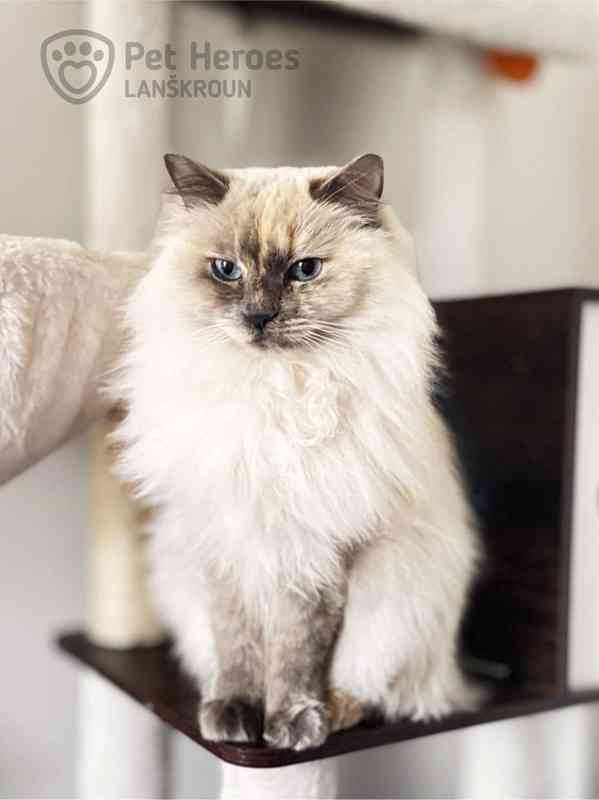 Pipinka - citlivá ragdollí kráska - foto 2