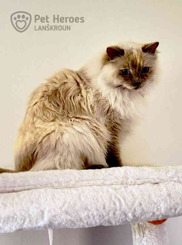 Pipinka - citlivá ragdollí kráska - foto 4