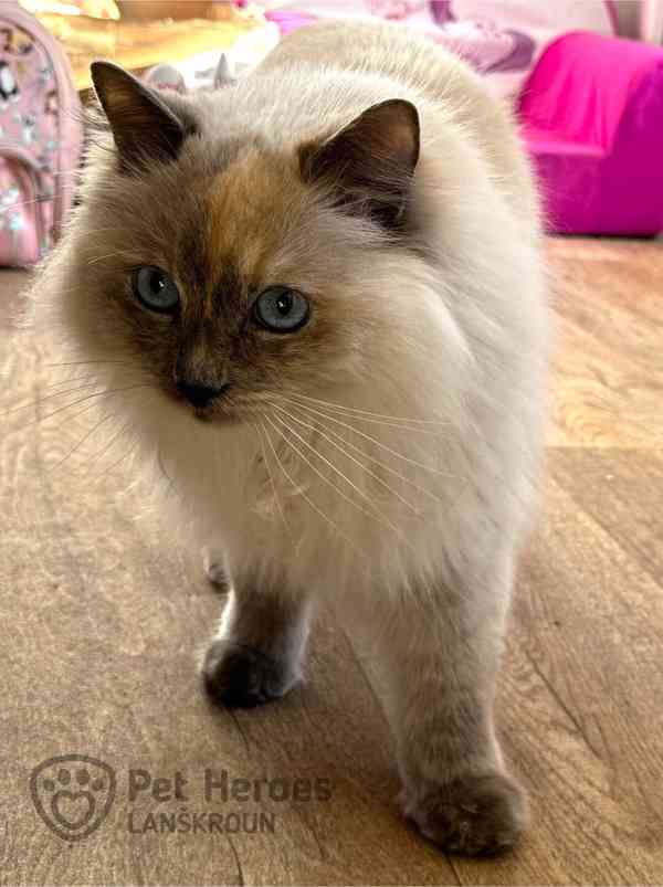 Pipinka - citlivá ragdollí kráska - foto 3