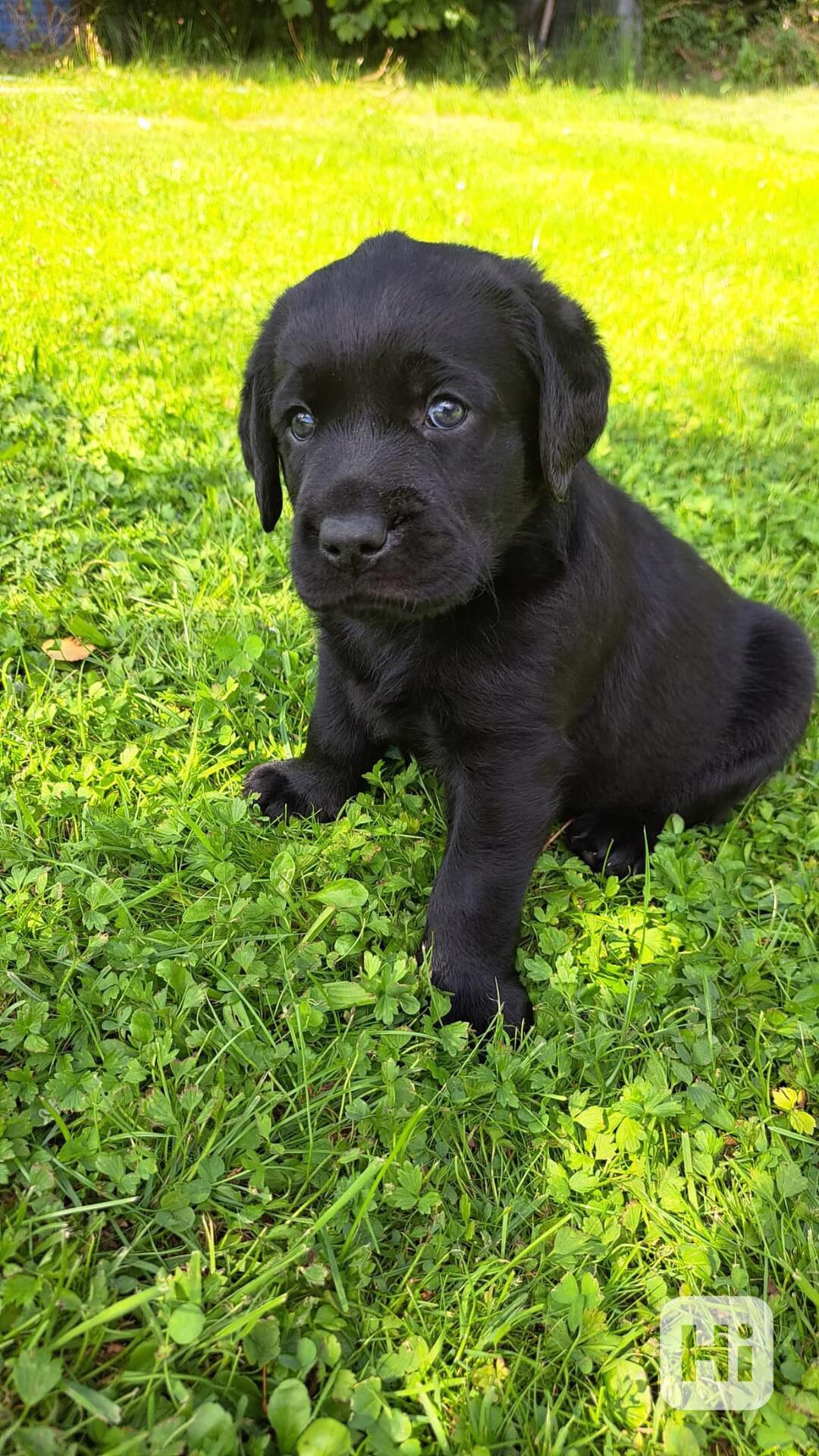Labradorský retrívr s PP - foto 1
