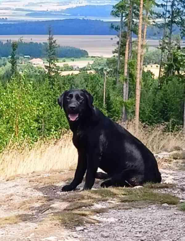 Labradorský retrívr s PP - foto 9